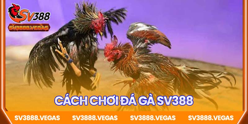 Cách Chơi Đá Gà SV388 Chi Tiết Và Dễ Hiểu