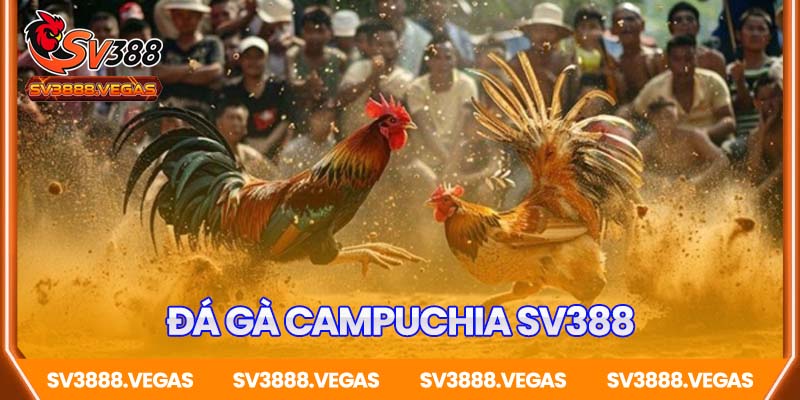 Đá Gà Campuchia SV388 – Đỉnh Cao Sân Chơi Gà