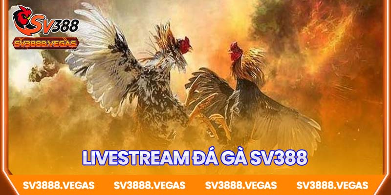 Livestream đá gà SV388 – Đỉnh cao giải trí