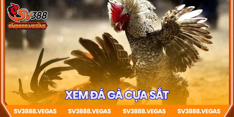 Xem Đá Gà Cựa Sắt – Cuồng Nhiệt Từng Pha Ra Đòn