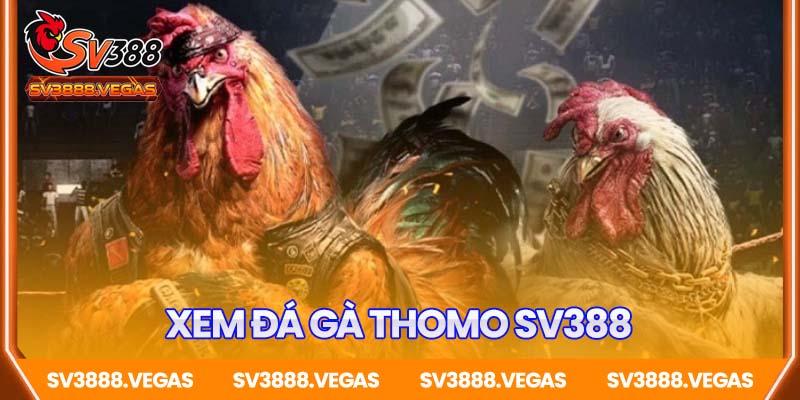 Xem đá gà Thomo – Đỉnh cao giải trí